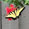pinkolive22